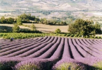 Drme provenale plus on la dcouvre plus on l'aime